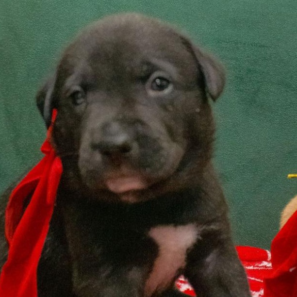 Chippy, an adoption pending mixed breed in Spring hill, TN image 3/4