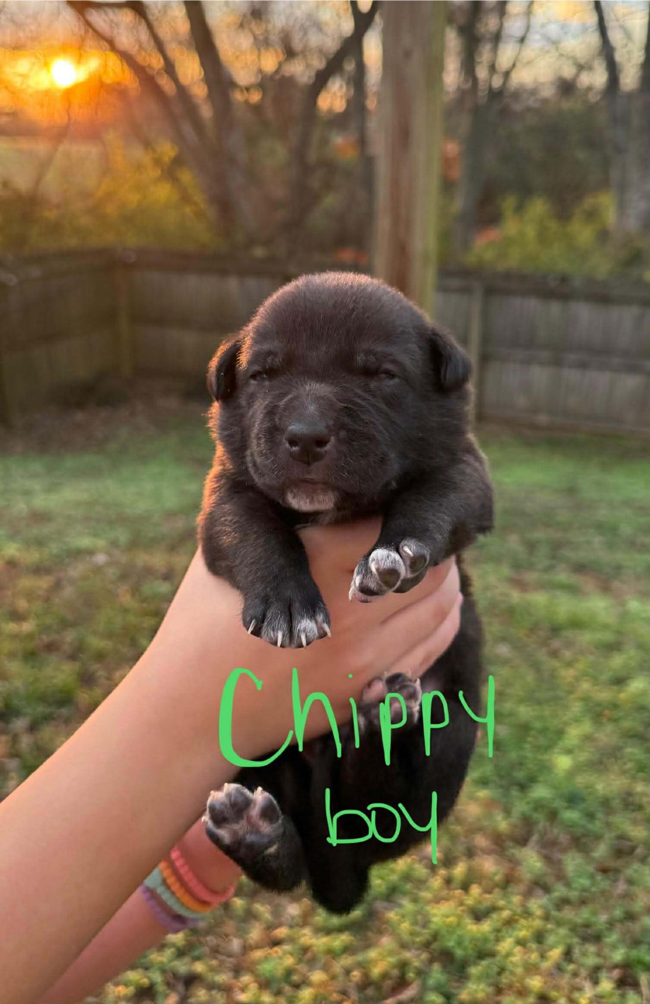 Chippy, a ADOPTABLE mixed breed in Spring hill, TN image 4/4