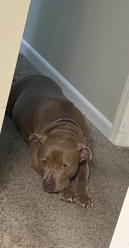 Buford (in foster), Adoptable, Adult Male Pit Bull Terrier & Mixed Breed.