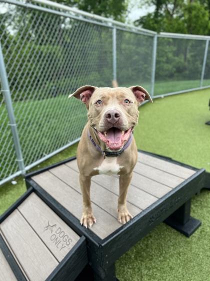 Buford (in foster), Adoptable, Adult Male Pit Bull Terrier & Mixed Breed.