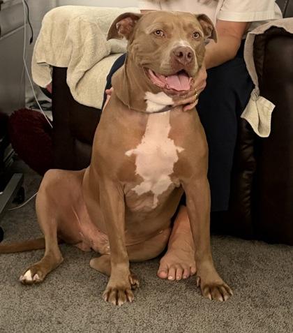 Enlarge Buford (in foster), a Adoptable mixed breed in Fishers, IN image 2/3