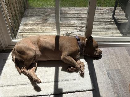Enlarge Buford (in foster), a Adoptable mixed breed in Fishers, IN image 3/3