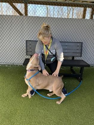 Enlarge Buford (in foster), a Adoptable mixed breed in Fishers, IN image 2/3
