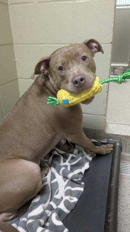 Enlarge Buford (in foster), a Adoptable mixed breed in Fishers, IN image 3/3