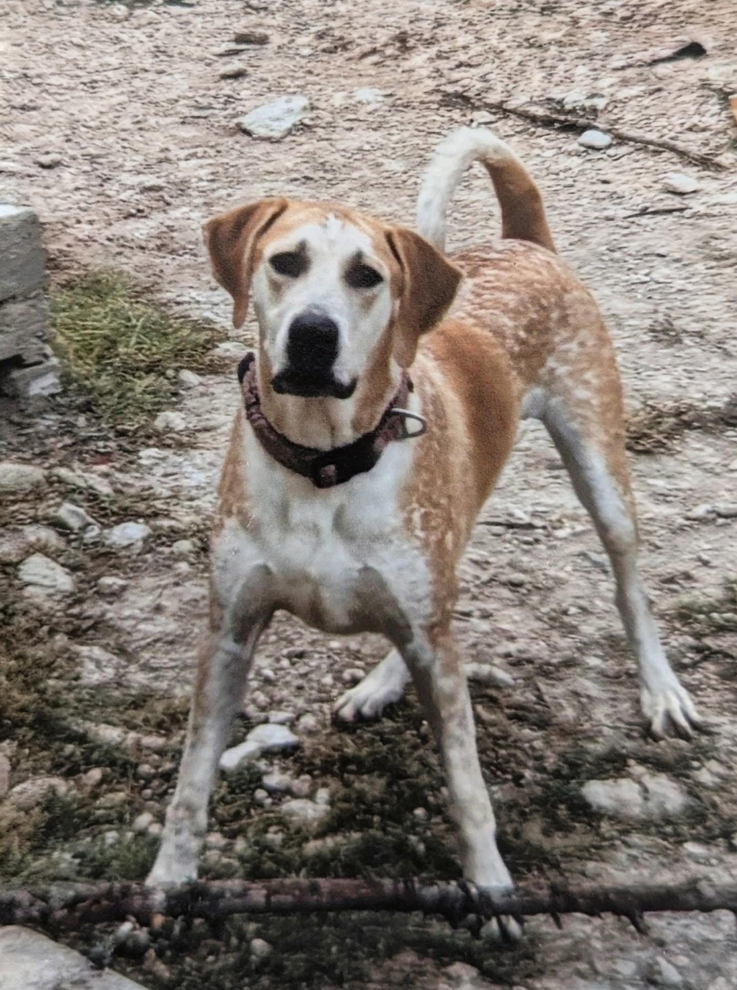 Beethoven, Adoptable, Adult Male Hound.