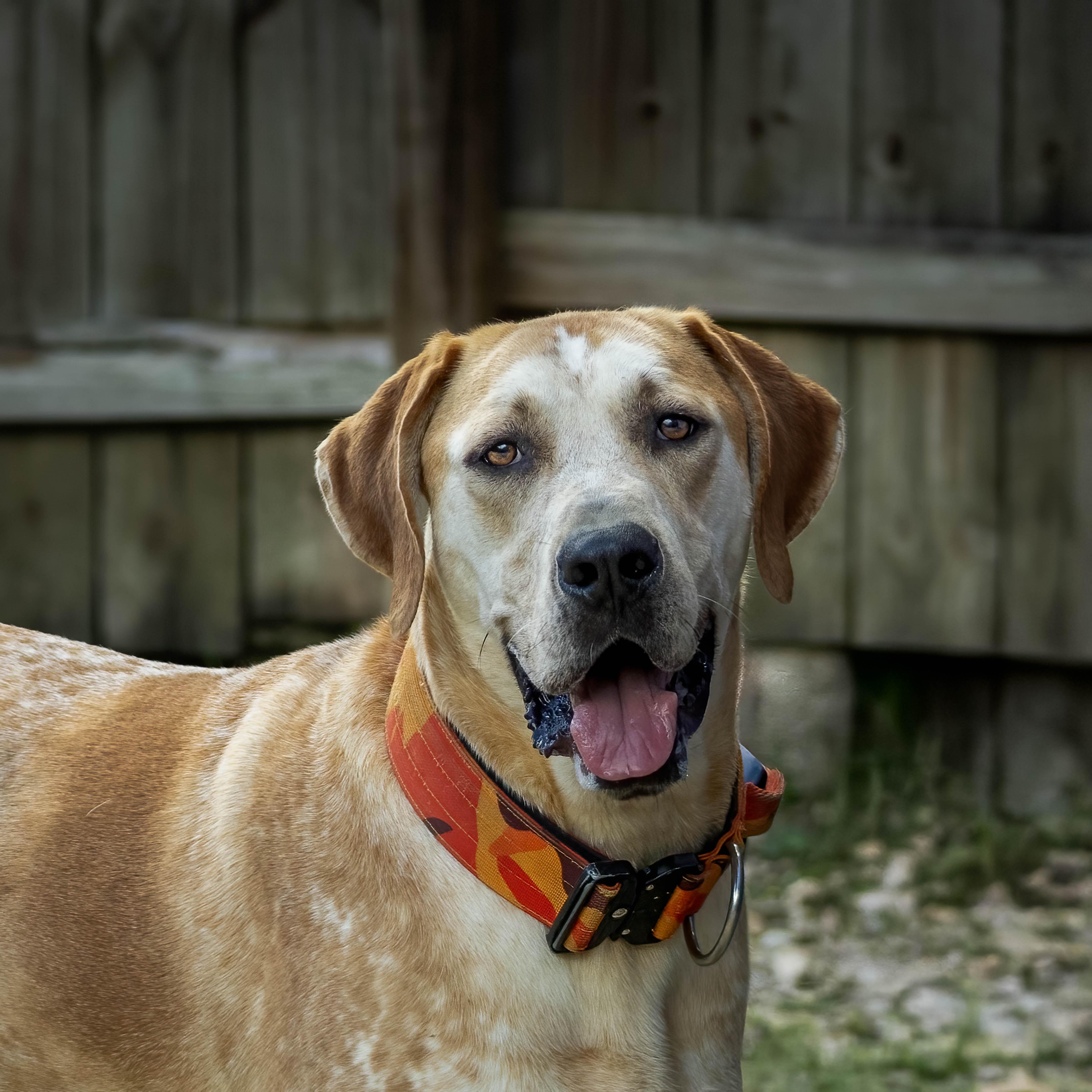 Beethoven, a Adoptable Hound in Lago Vista, TX image 1/6