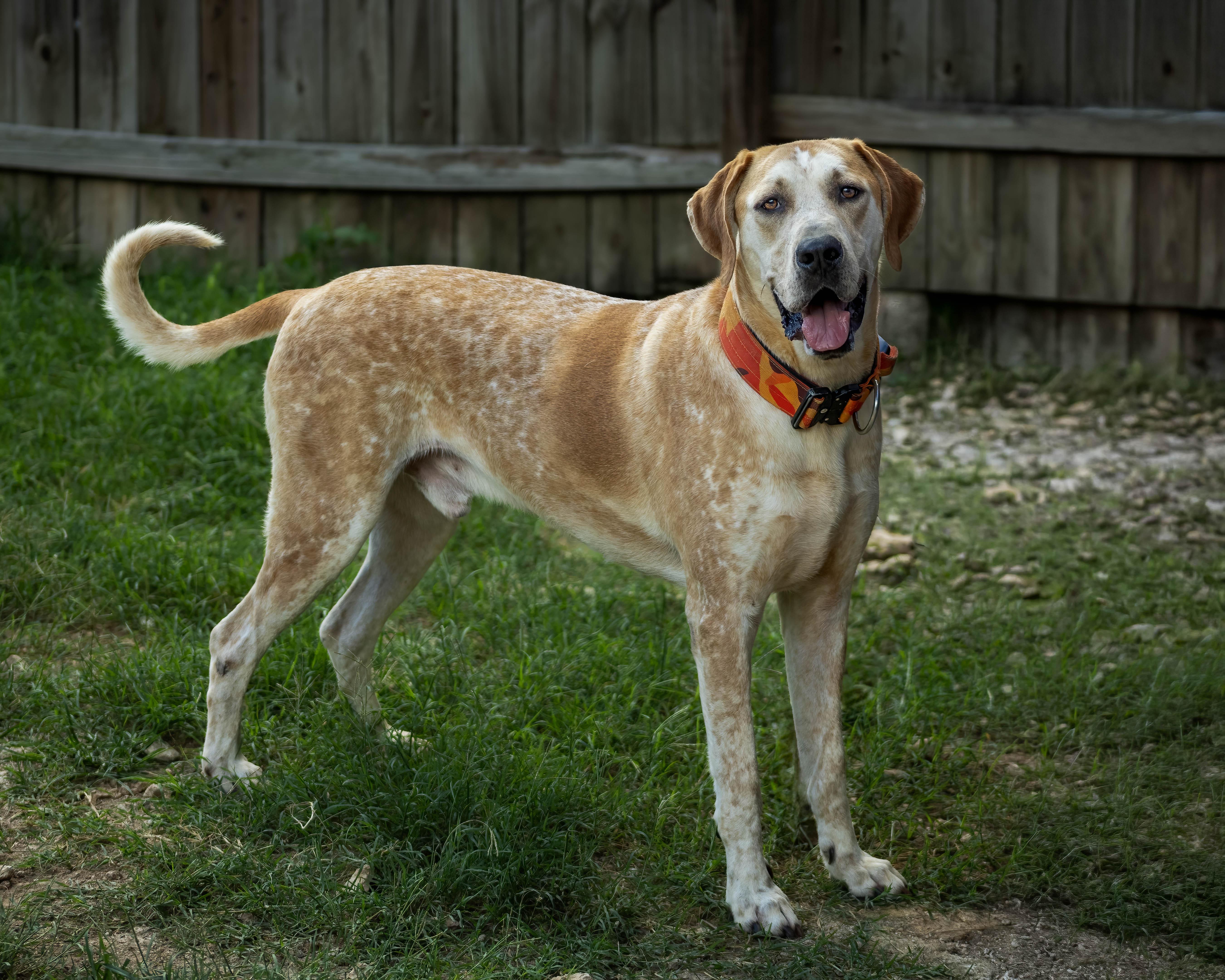 Beethoven, a Adoptable Hound in Lago Vista, TX image 3/6