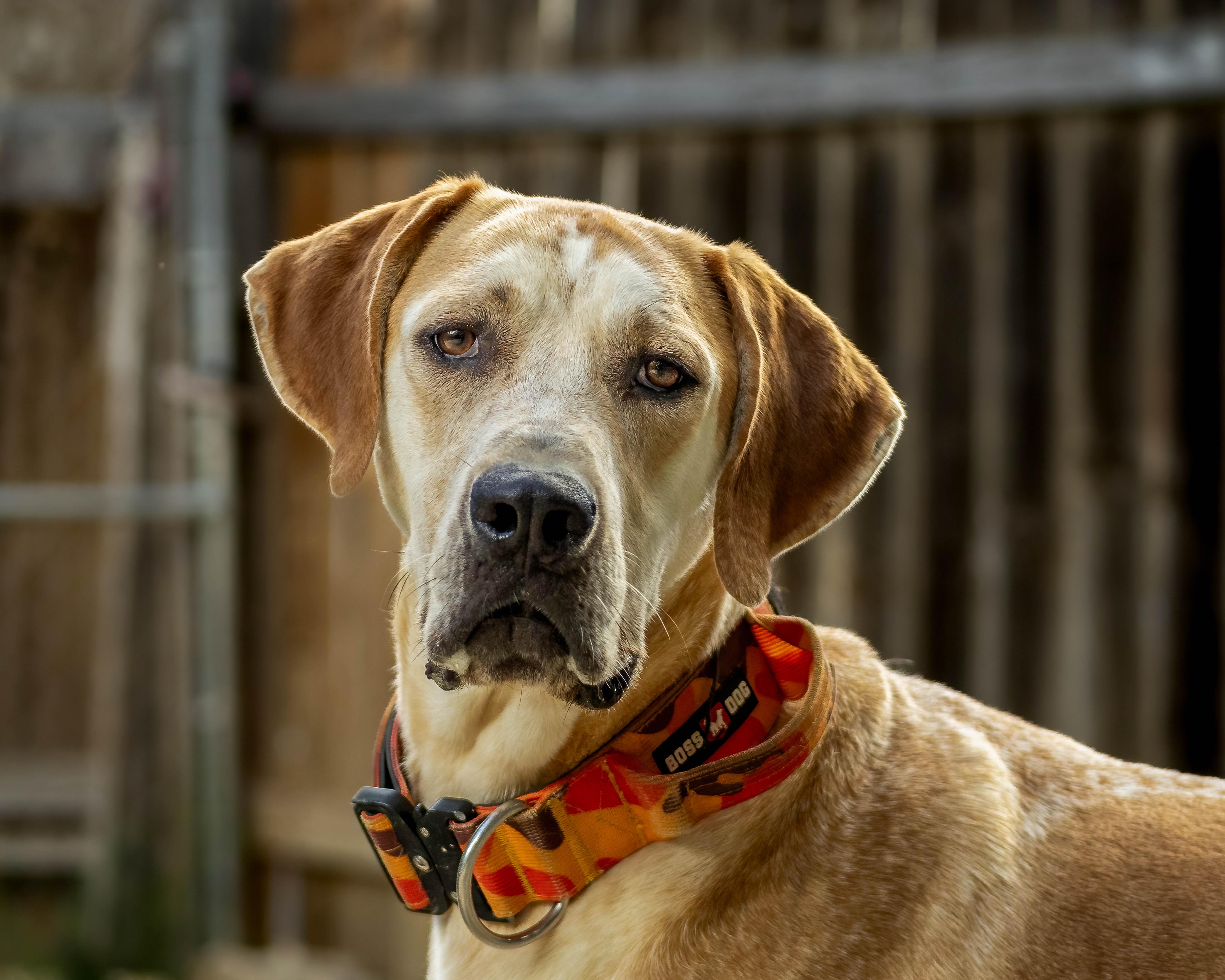 Beethoven, a Adoptable Hound in Lago Vista, TX image 2/6