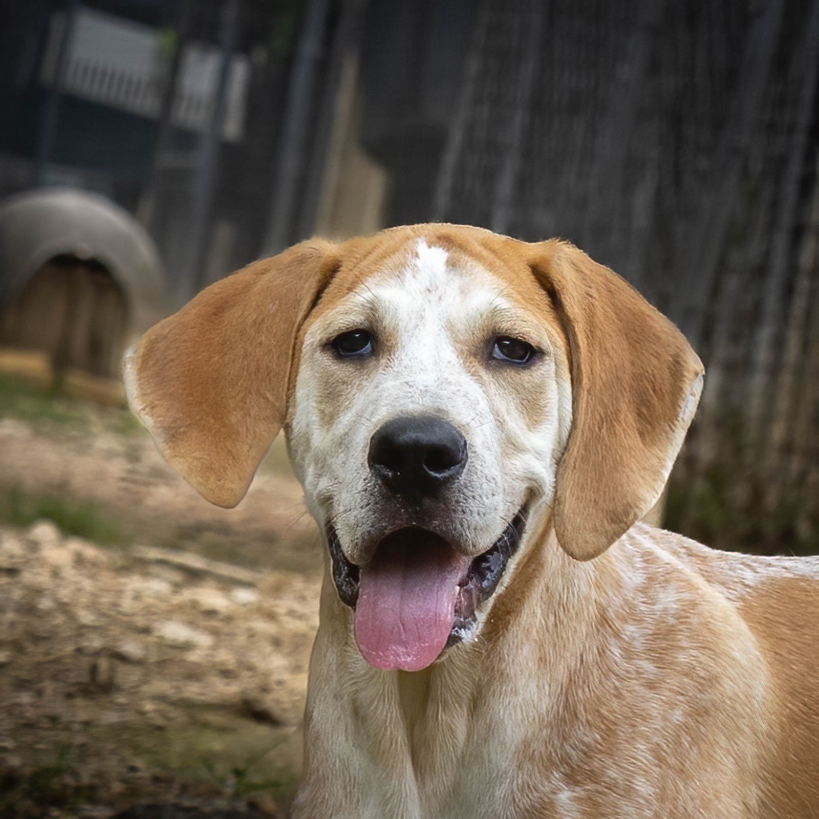 Beethoven, Young Male Hound
