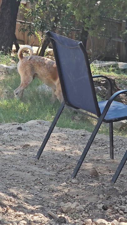 Enlarge Beethoven, a Adoptable Hound in Lago Vista, TX video 3/3
