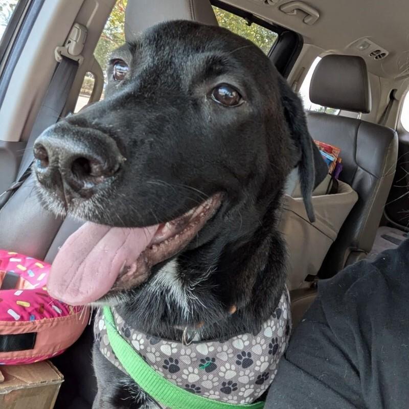 Enlarge Barry, a Adoptable Labrador Retriever in Austin, TX image 2/4