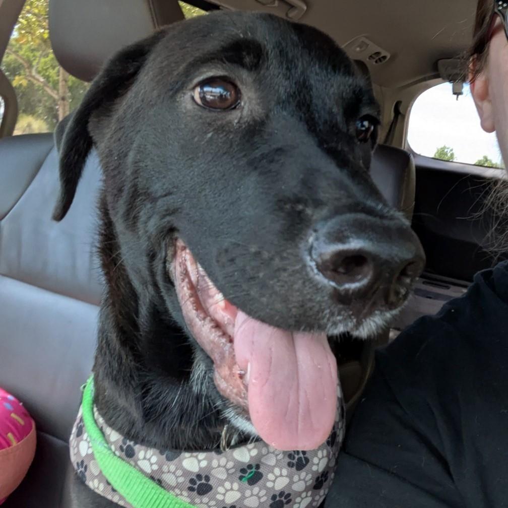 Enlarge Barry, a Adoptable Labrador Retriever in Austin, TX image 3/4
