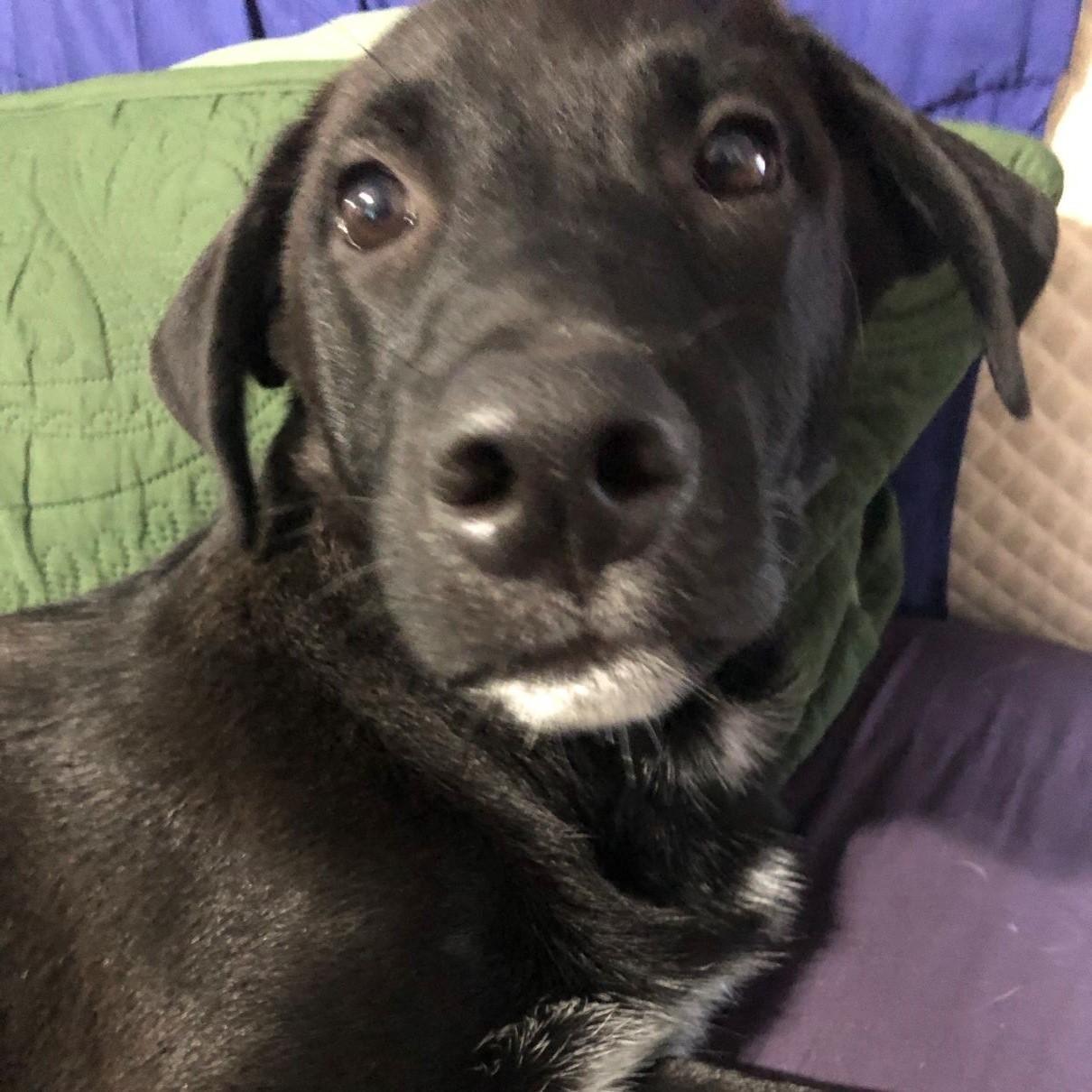 Enlarge Barry, a Adoptable Labrador Retriever in Austin, TX image 4/4