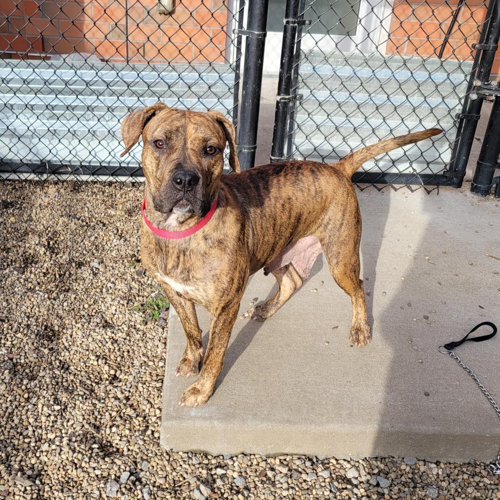 Mosey, Adoptable, Adult Female Mixed Breed.