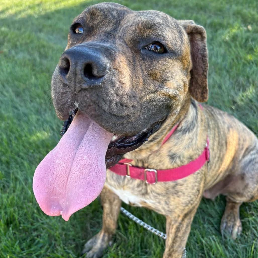 Enlarge Mosey, a Adoptable Mixed Breed in Pittsburgh, PA image 2/6