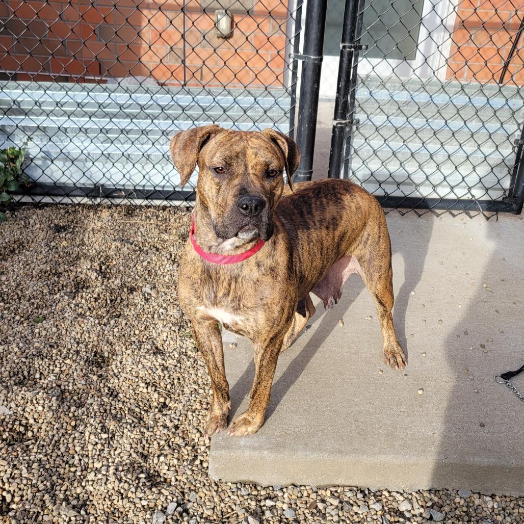 Mosey, a Adoptable Mixed Breed in Pittsburgh, PA image 2/6