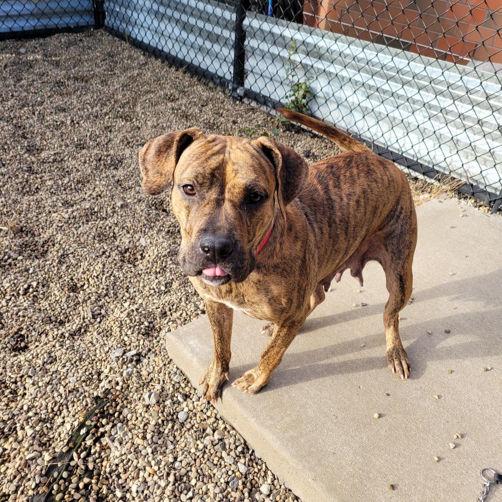 Mosey, a Adoptable Mixed Breed in Pittsburgh, PA image 3/6
