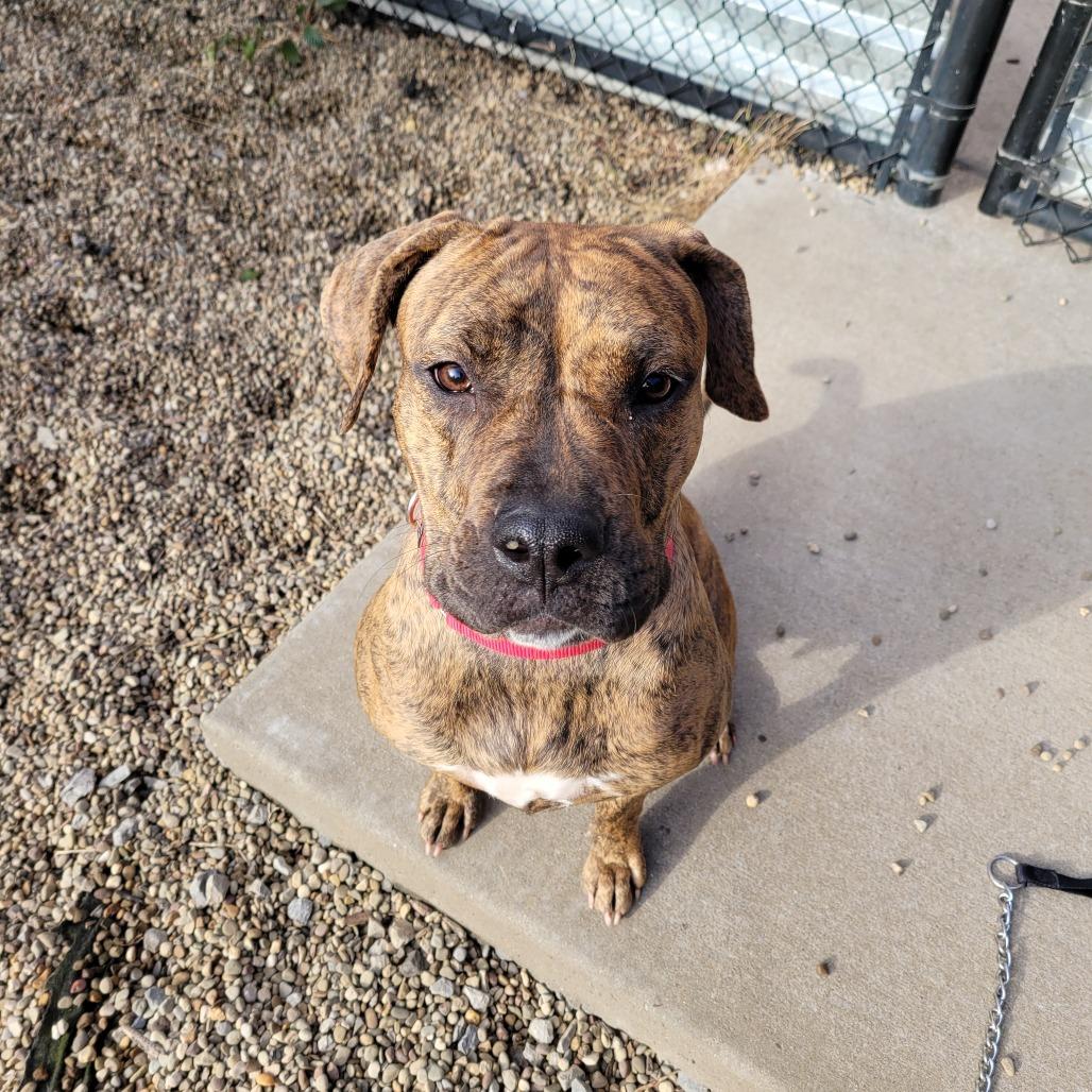 Mosey, a Adoptable Mixed Breed in Pittsburgh, PA image 4/6