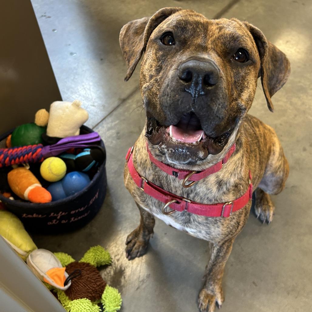 Mosey, a Adoptable Mixed Breed in Pittsburgh, PA image 5/6