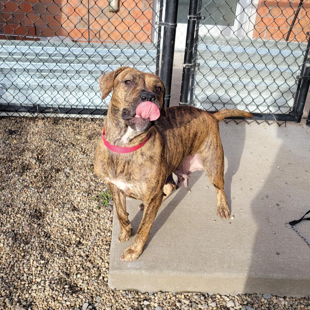 Mosey, a Adoptable Mixed Breed in Pittsburgh, PA image 5/6