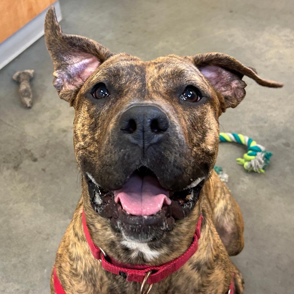 Enlarge Mosey, a Adoptable Mixed Breed in Pittsburgh, PA image 6/6