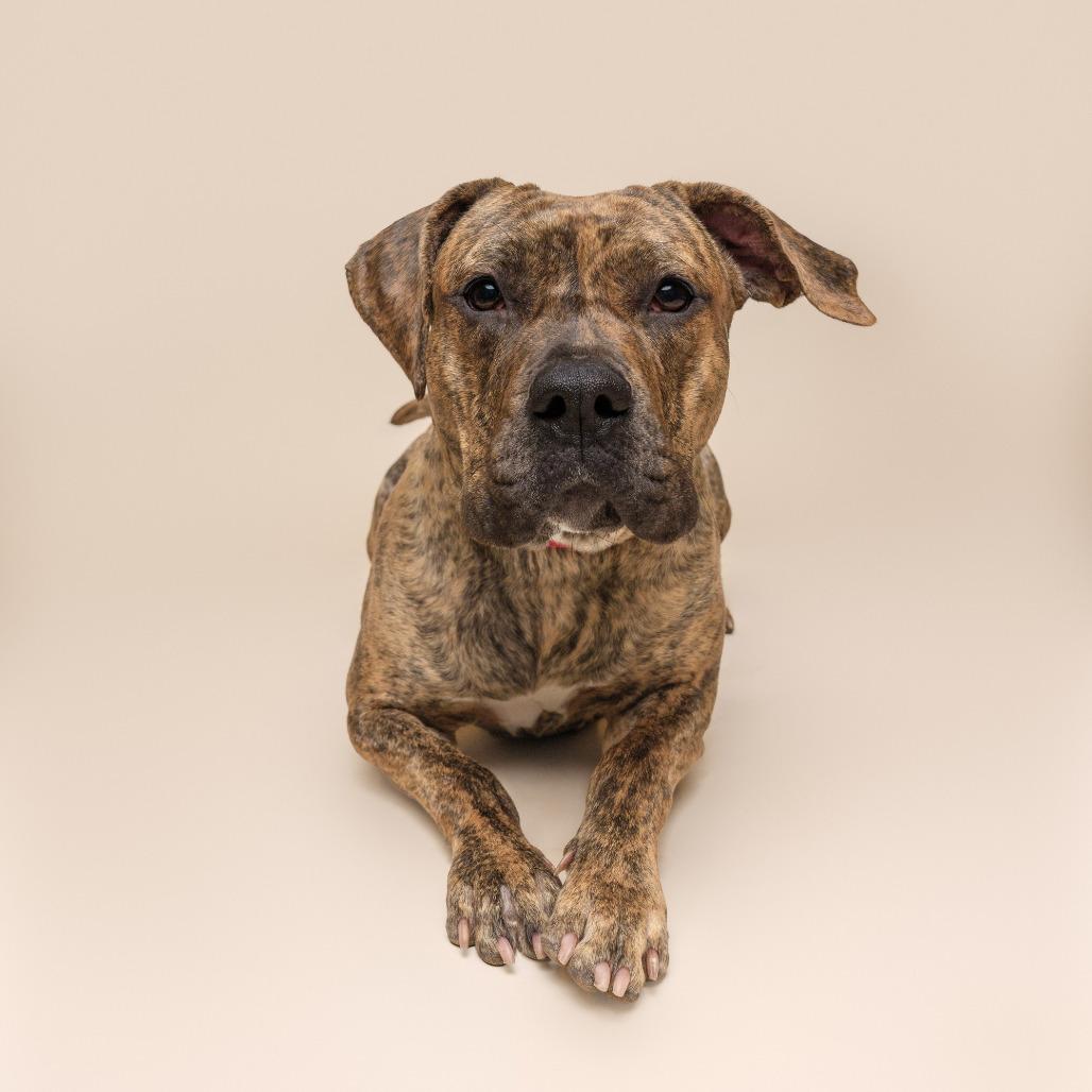 Mosey, a Adoptable Mixed Breed in Pittsburgh, PA image 6/6