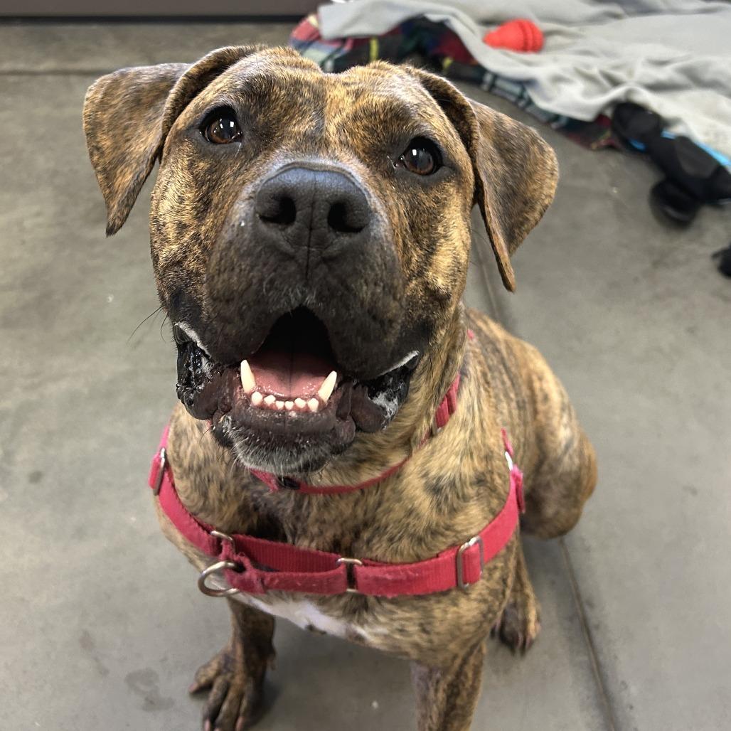Enlarge Mosey, a Adoptable Mixed Breed in Pittsburgh, PA image 6/6