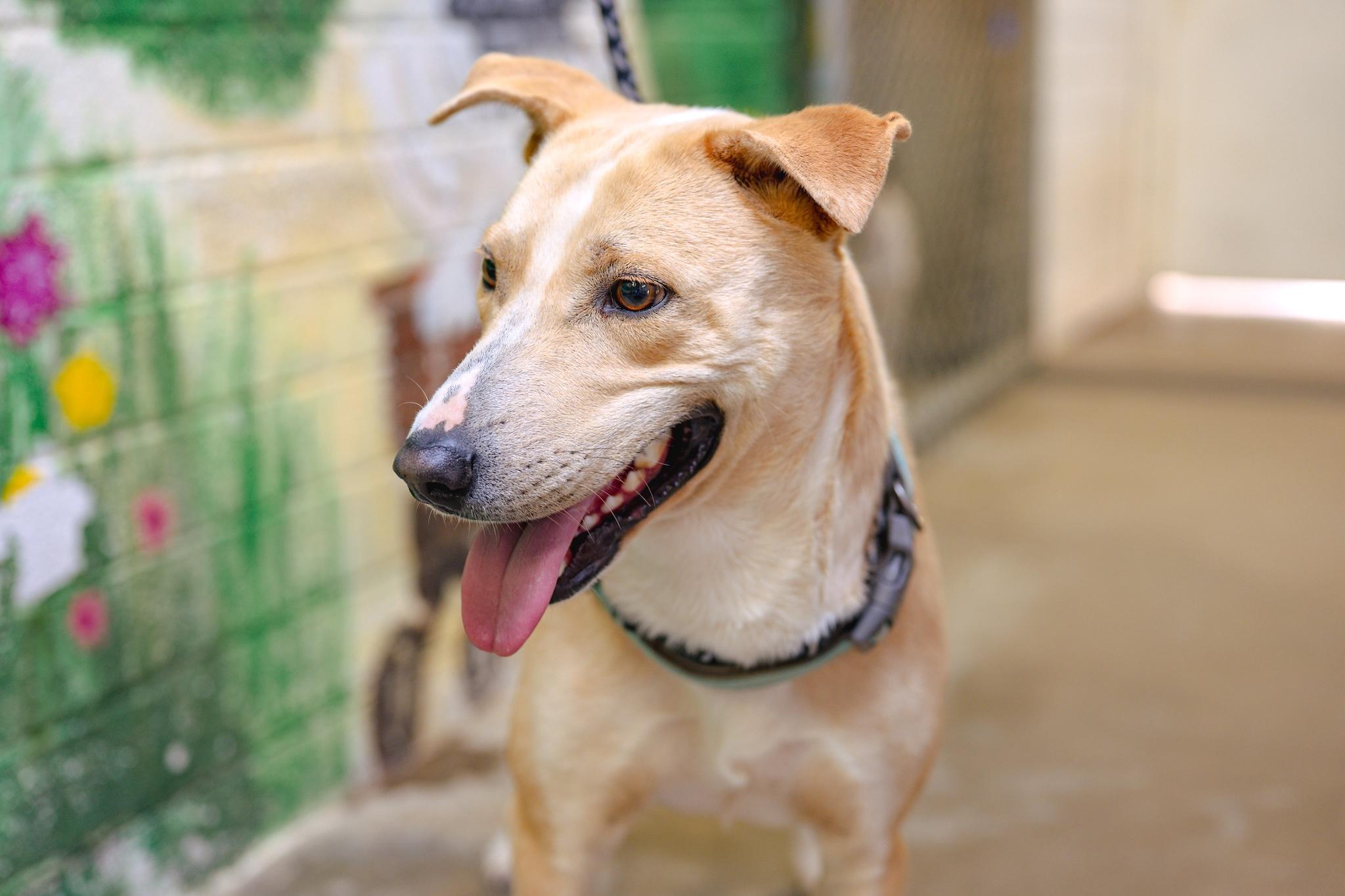 RYDER, Adoptable, Adult Male Labrador Retriever.