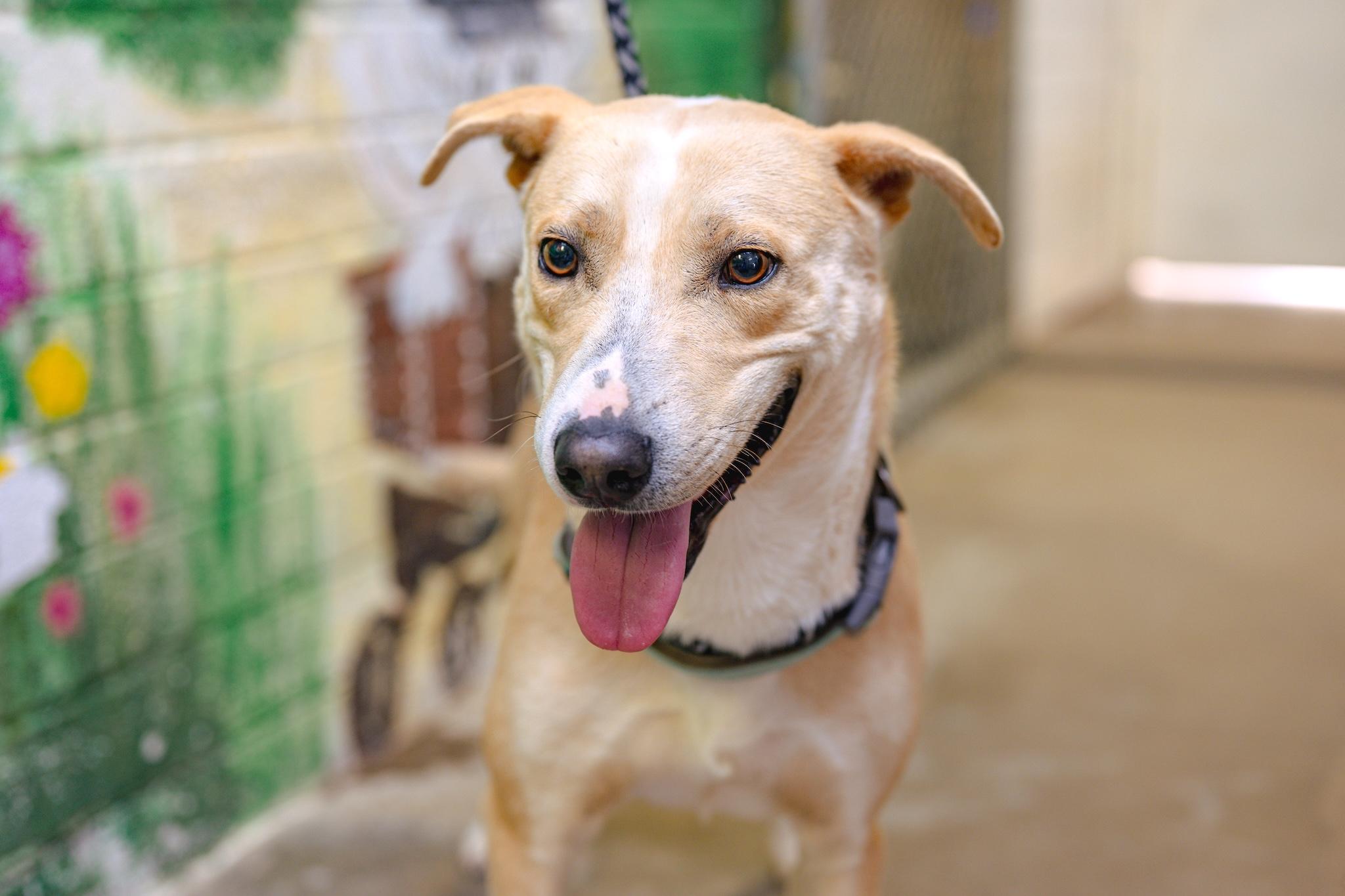 Enlarge RYDER, a Adoptable mixed breed in Globe, AZ image 2/3