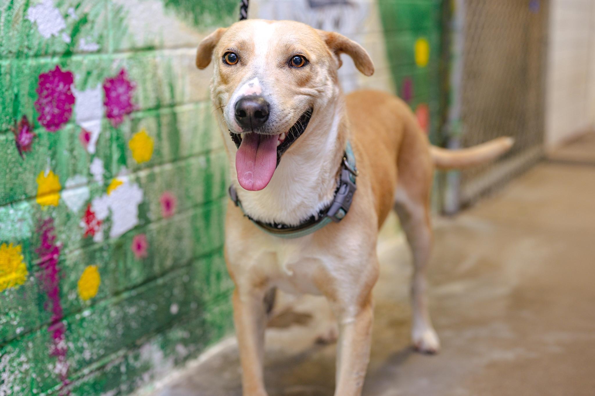 Enlarge RYDER, a Adoptable mixed breed in Globe, AZ image 3/3