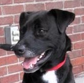 Floyd, a Adoptable mixed breed in Frederick, MD image 1/6