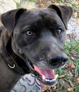 Floyd, a Adoptable mixed breed in Frederick, MD image 2/6