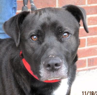 Floyd, a Adoptable mixed breed in Frederick, MD image 3/6