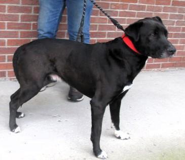 Floyd, a Adoptable mixed breed in Frederick, MD image 4/6