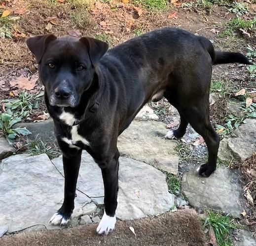 Floyd, a Adoptable mixed breed in Frederick, MD image 5/6