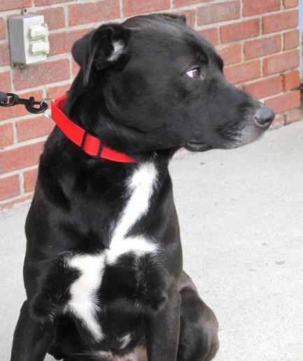 Floyd, a Adoptable mixed breed in Frederick, MD image 6/6