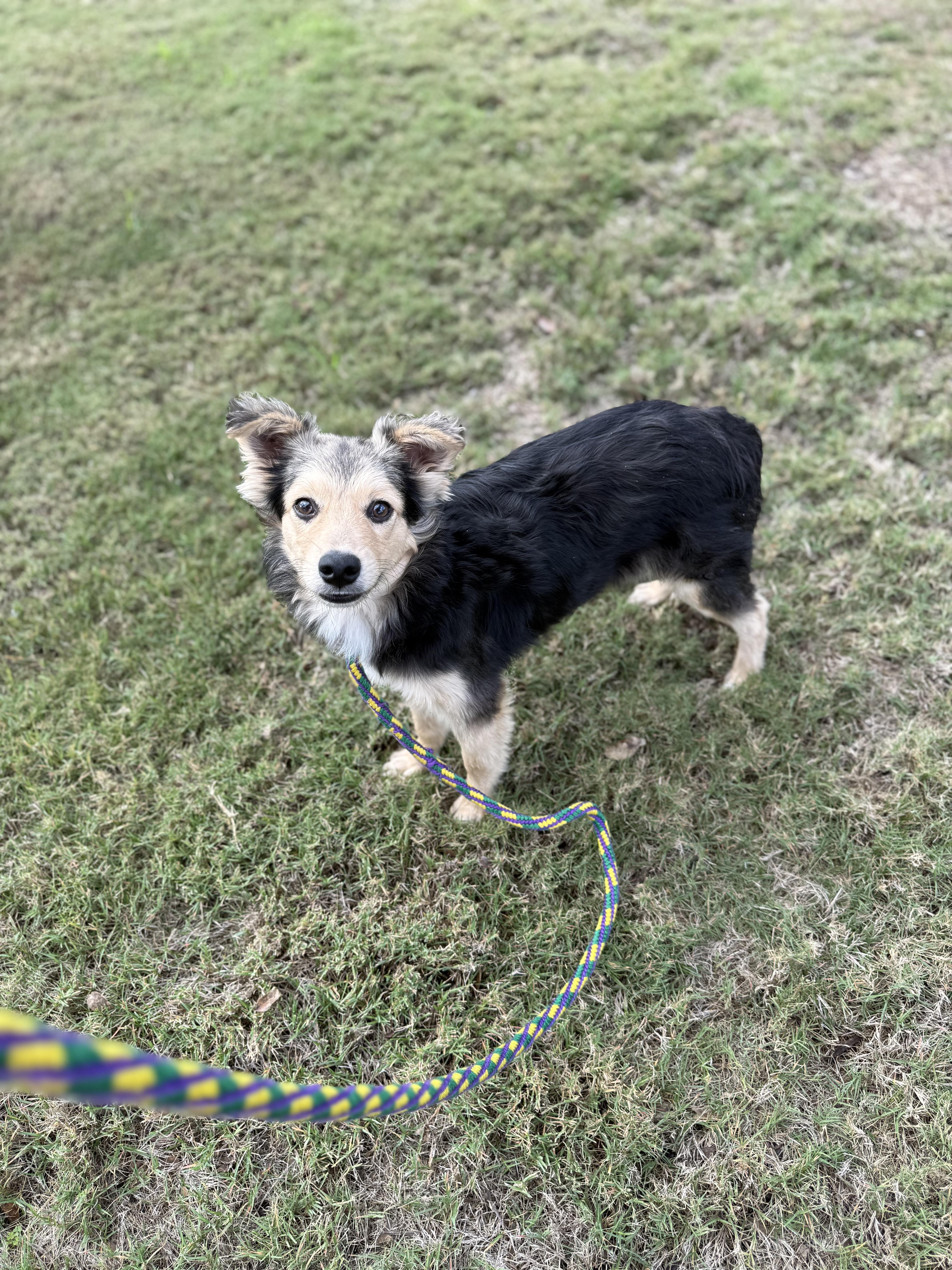 Enlarge Pepito, a Adoptable mixed breed in Round Rock, TX image 3/3