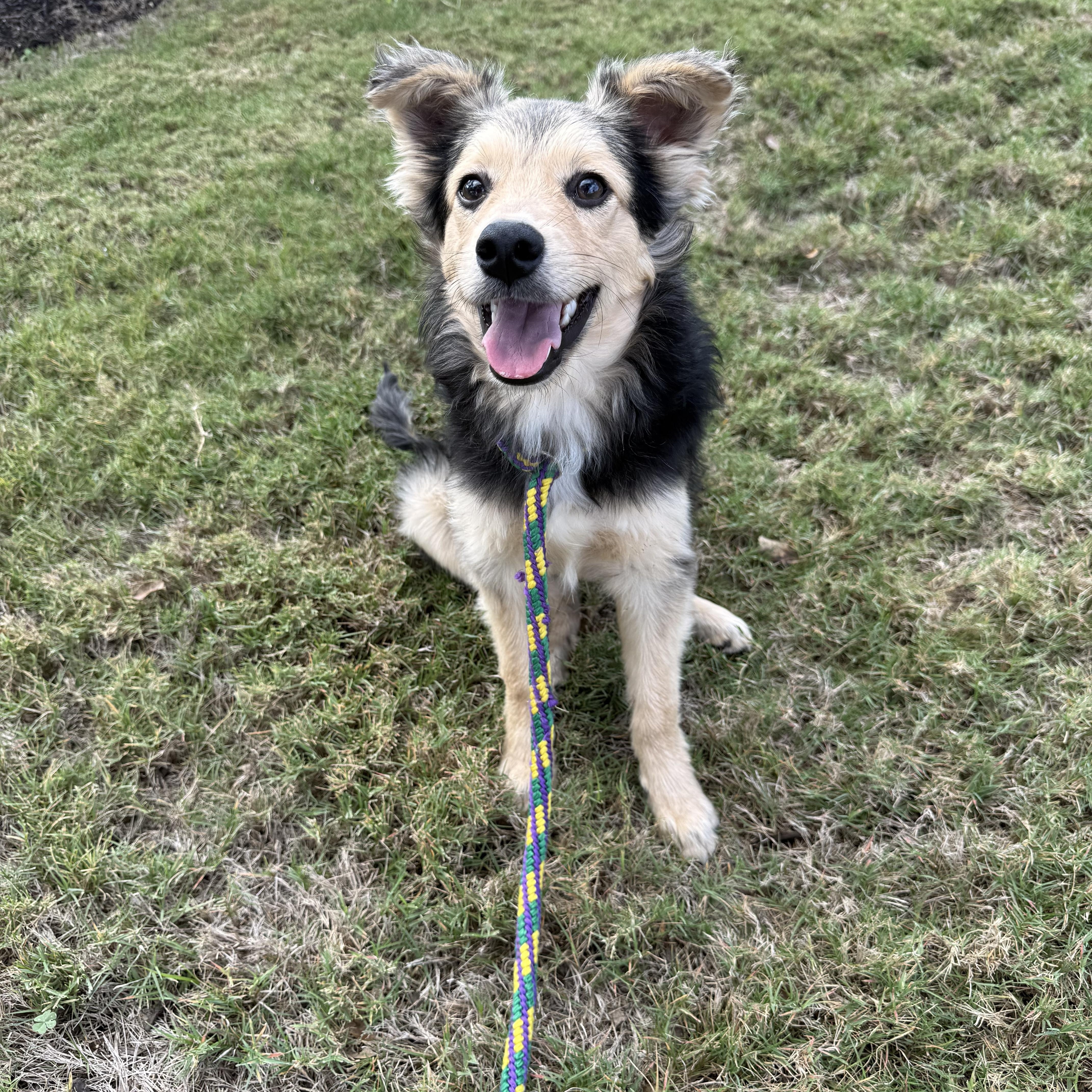 Pepito, Adoptable, Young Male Australian Shepherd.