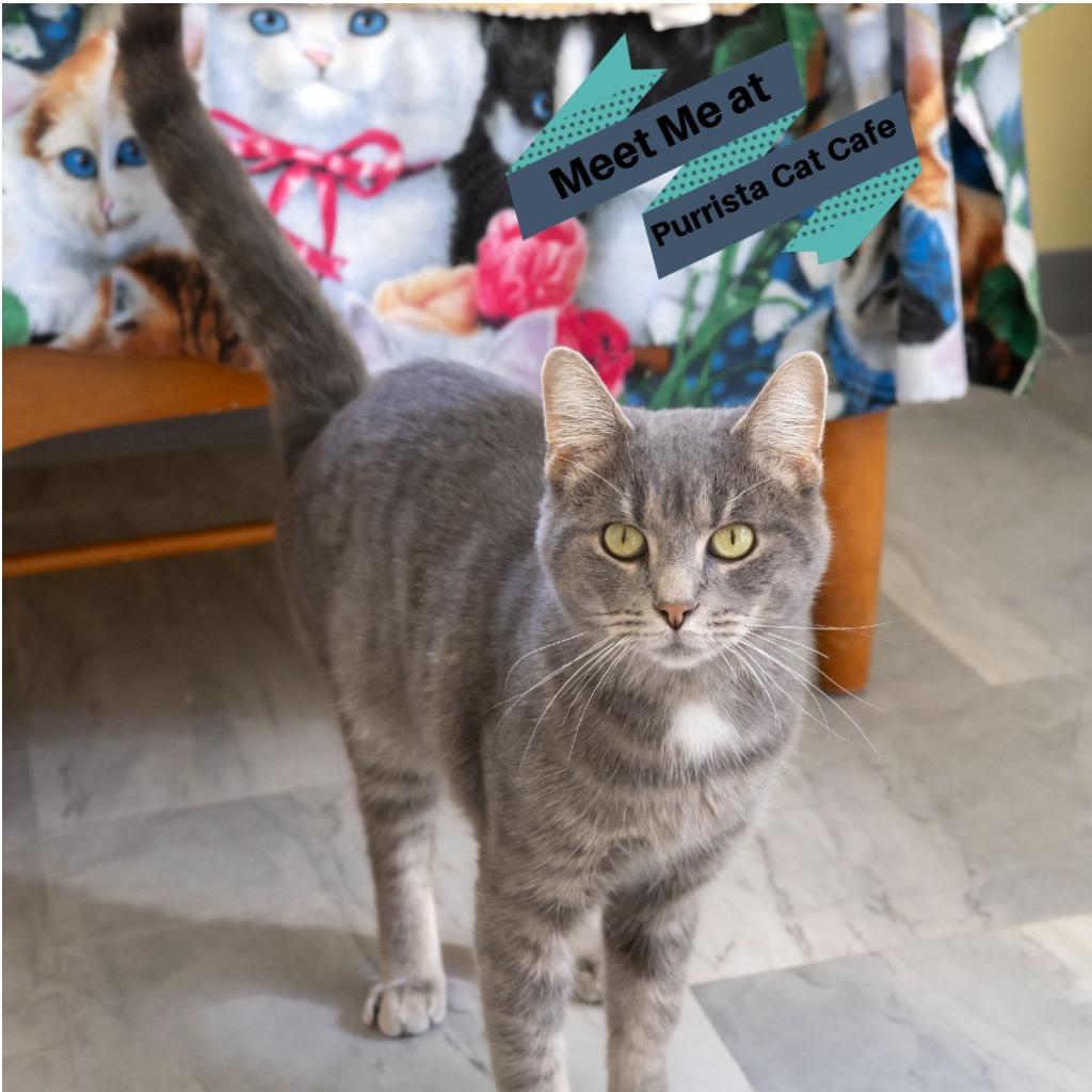 Enlarge Weebles, a Adoptable Domestic Short Hair in McKean, PA image 2/5
