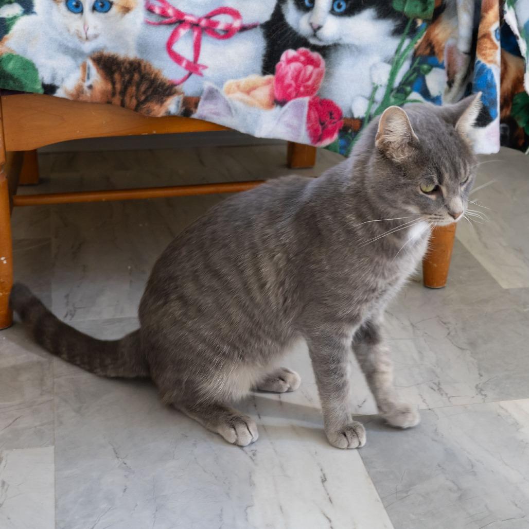 Enlarge Weebles, a Adoptable Domestic Short Hair in McKean, PA image 3/5