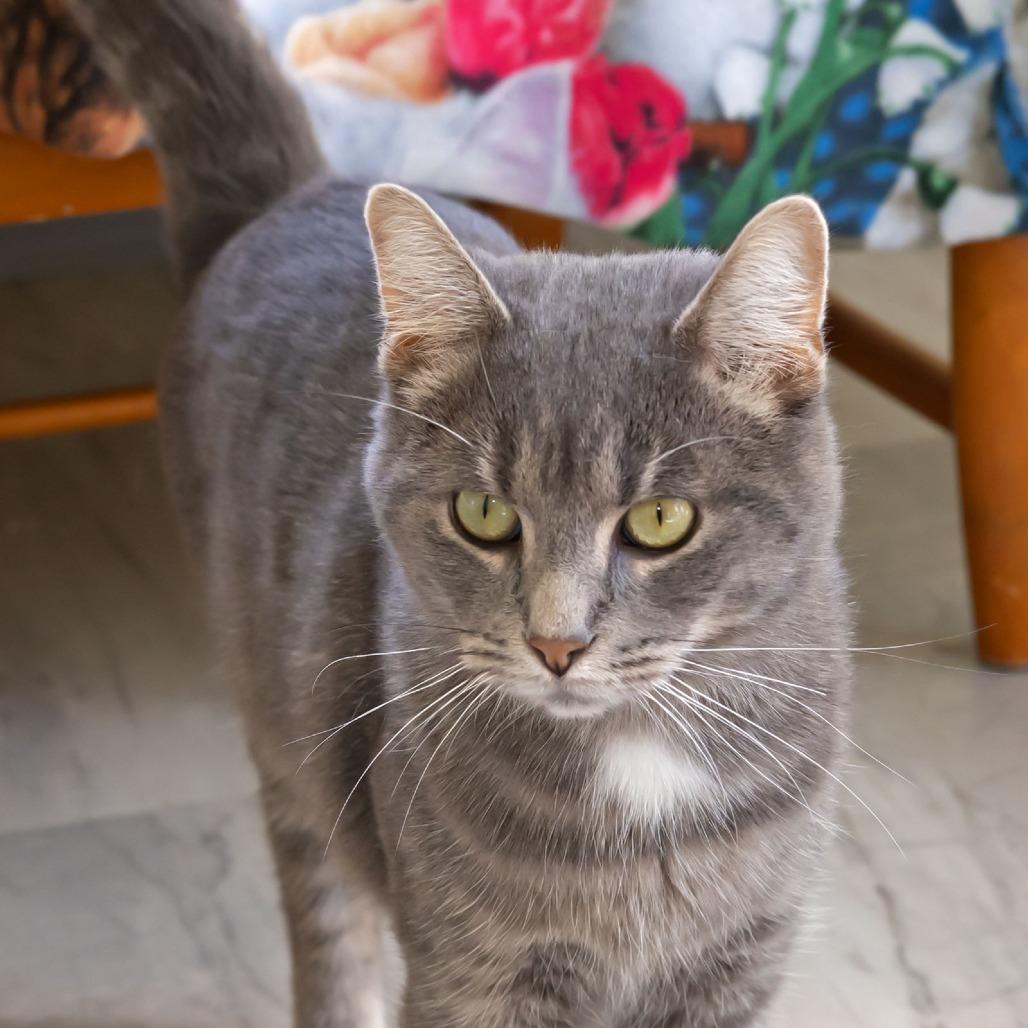 Enlarge Weebles, a Adoptable Domestic Short Hair in McKean, PA image 5/5