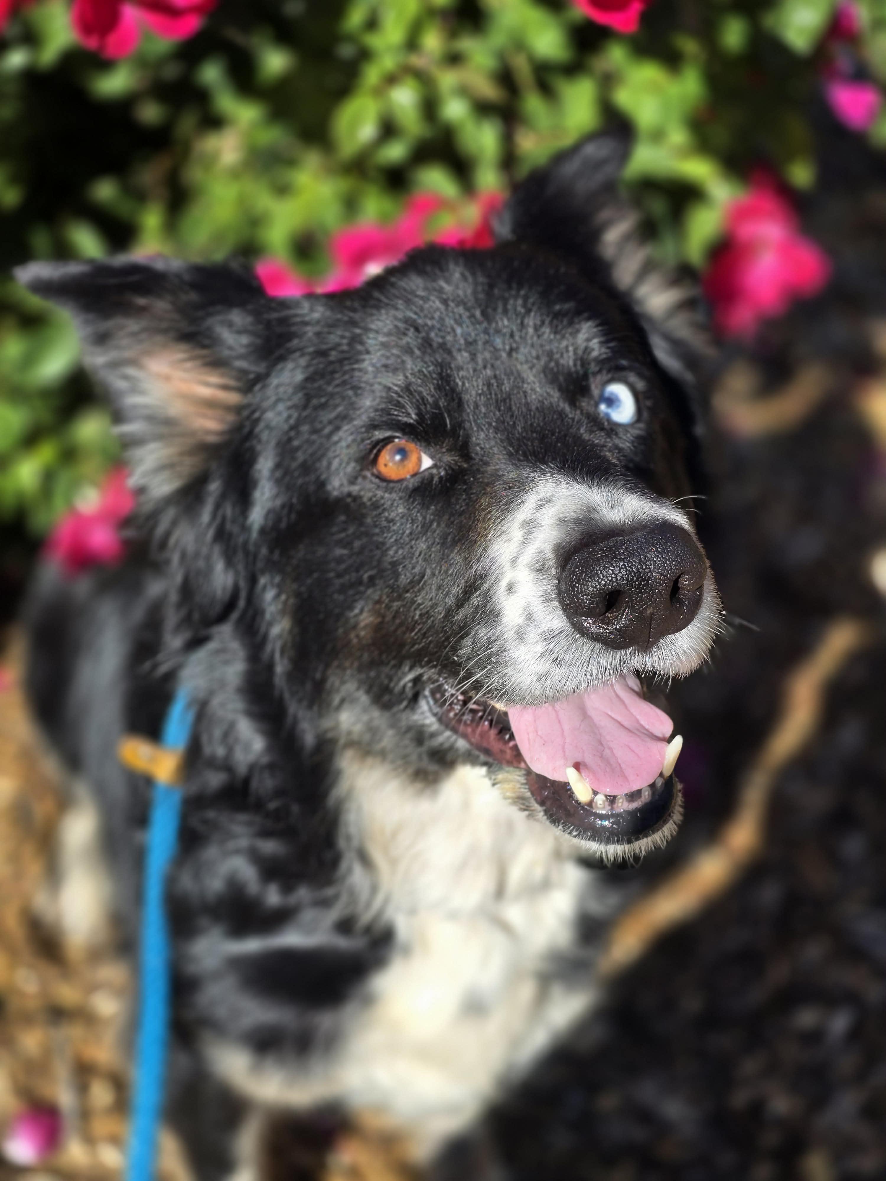 Miss Swan, a ADOPTABLE mixed breed in Grants Pass, OR image 2/2