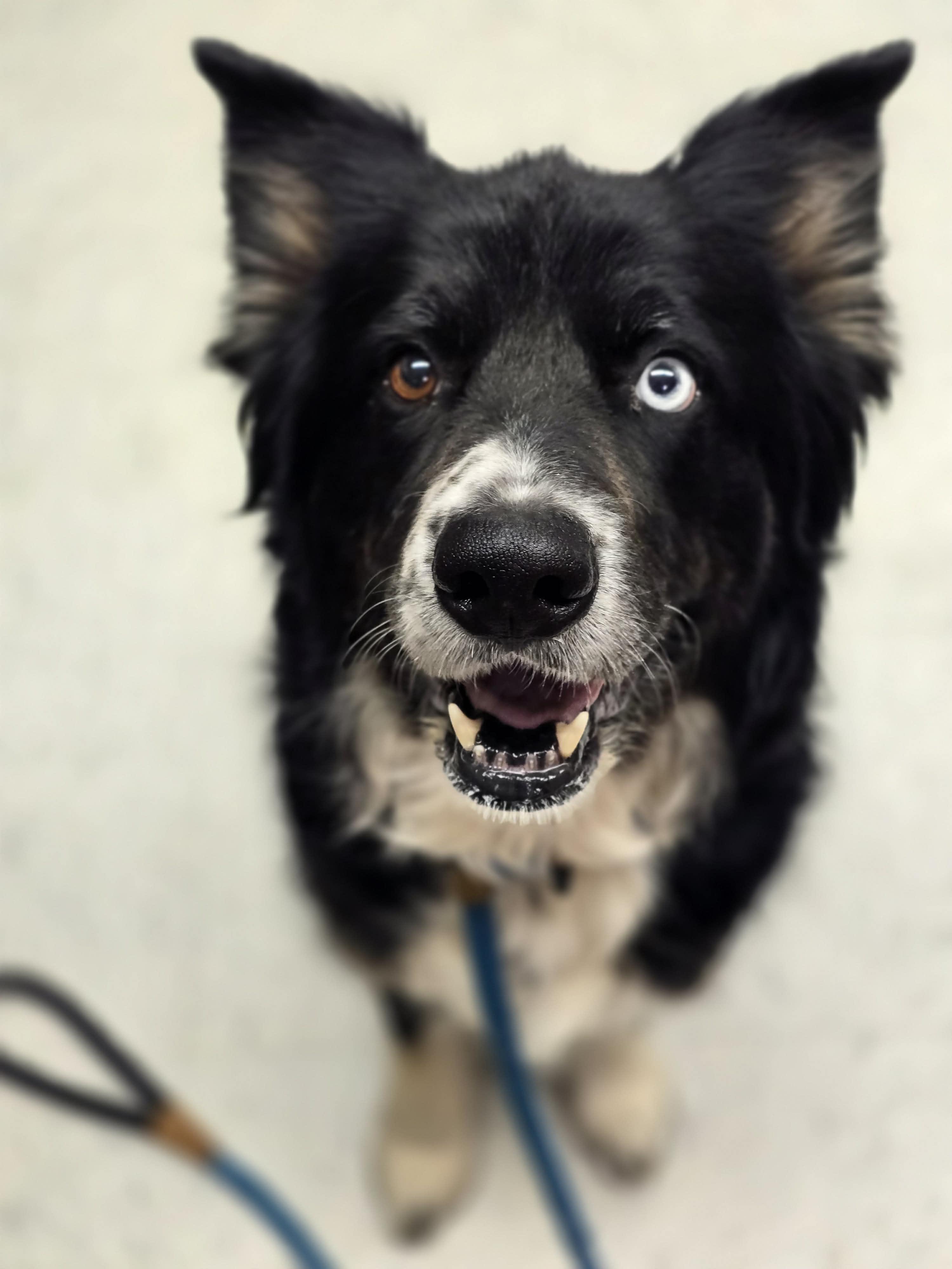 Miss Swan, a ADOPTABLE mixed breed in Grants Pass, OR image 1/2