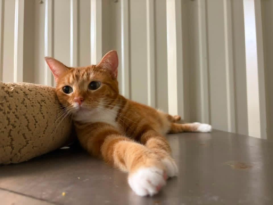 Lily, Adoptable, Adult Female Domestic Short Hair.
