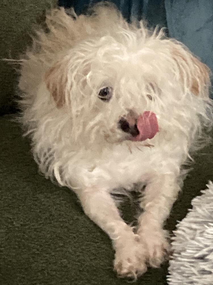 Sky, Adoptable, Adult Male Chihuahua & Terrier.