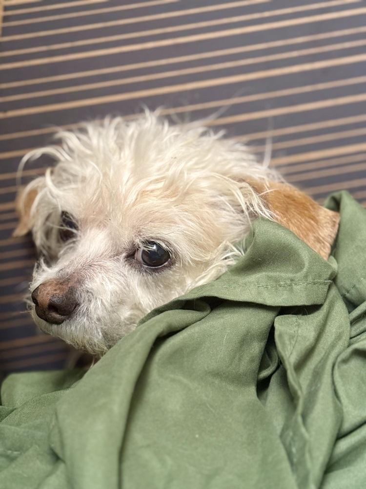 Enlarge Sky, a Adoptable mixed breed in New York, NY image 2/5