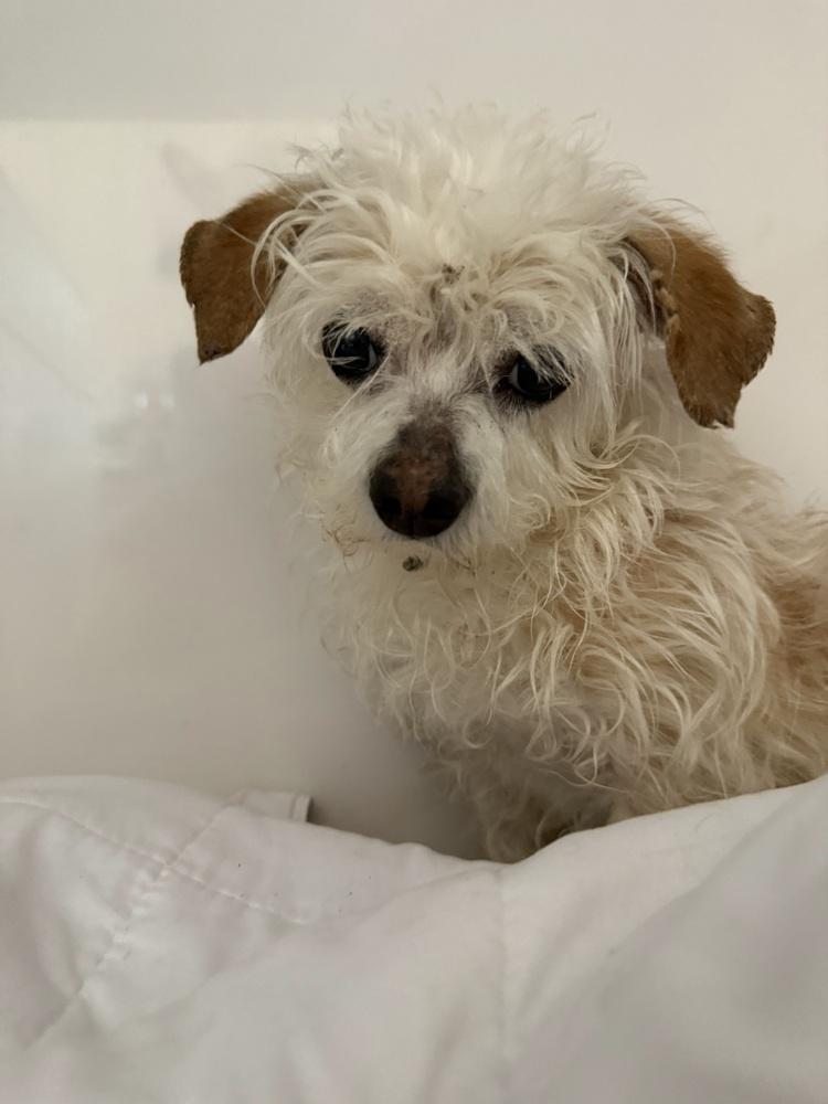 Enlarge Sky, a Adoptable mixed breed in New York, NY image 3/5