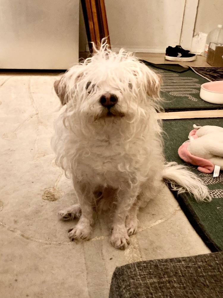 Enlarge Sky, a Adoptable mixed breed in New York, NY image 4/5