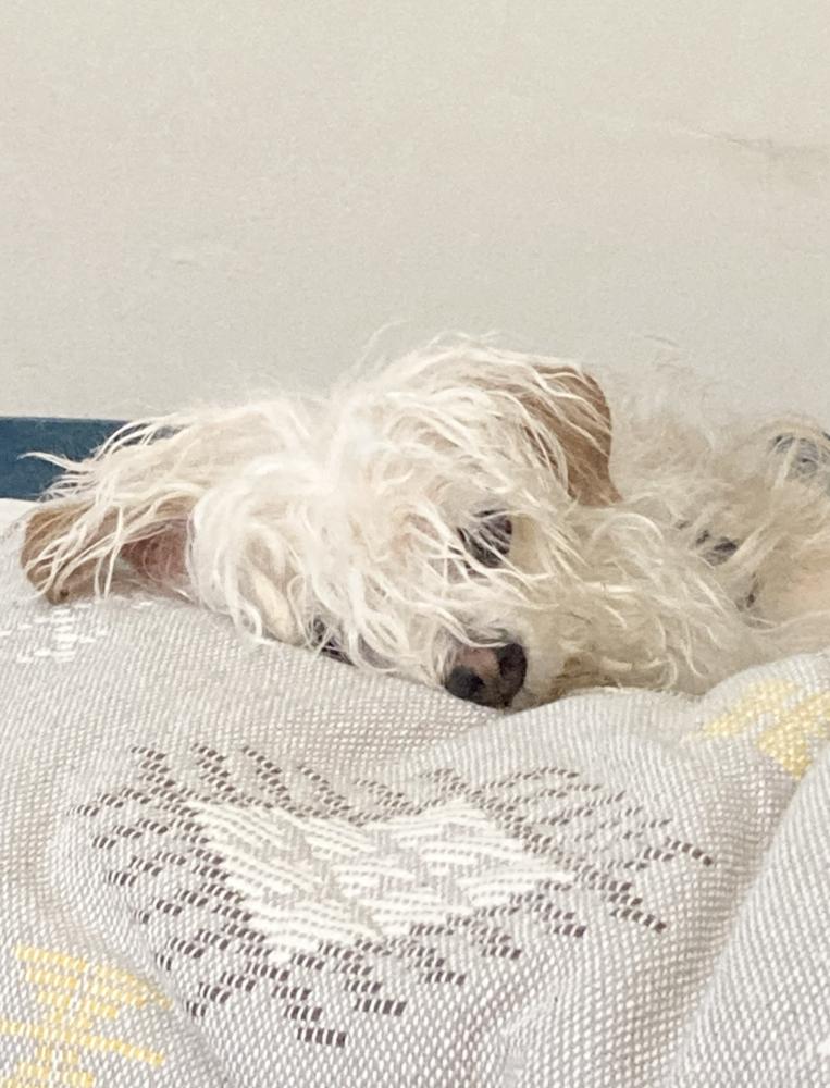 Enlarge Sky, a Adoptable mixed breed in New York, NY image 5/5