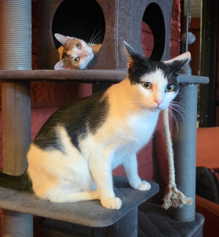 Miki, Adoptable, Adult Female Calico.